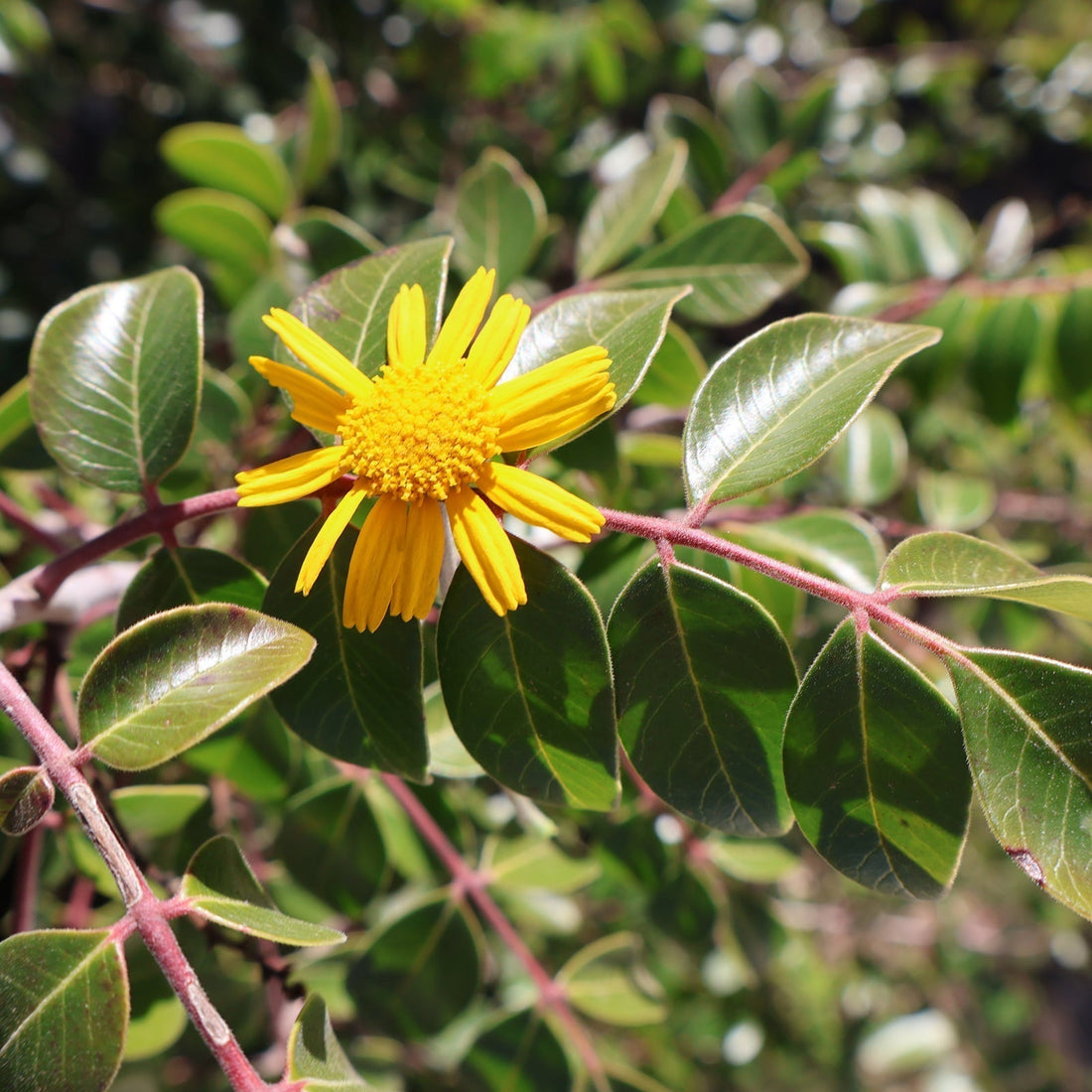 Yellow flower blooming in a green bush.