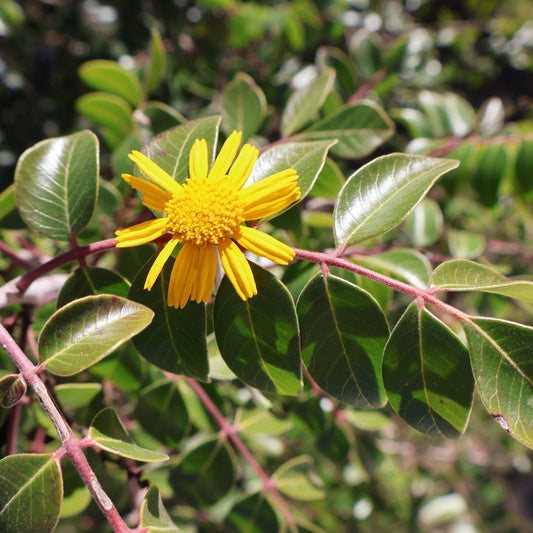 Yellow flower blooming in a green bush.