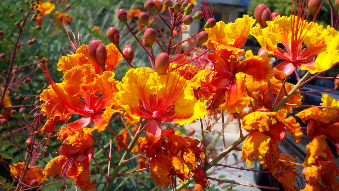 Pride of Barbados flowers in bloom.