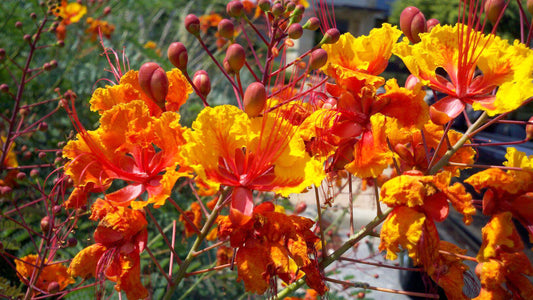 Pride of Barbados flowers in bloom.