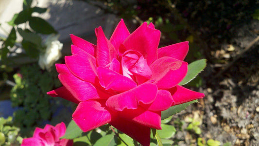 Red and pink rose in full bloom.