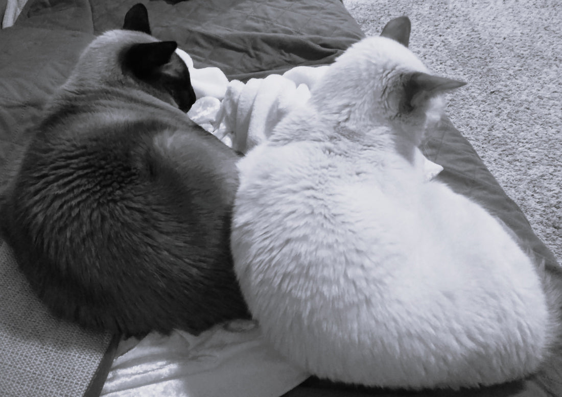 Black and white photo of my two beloved Siamese cats.