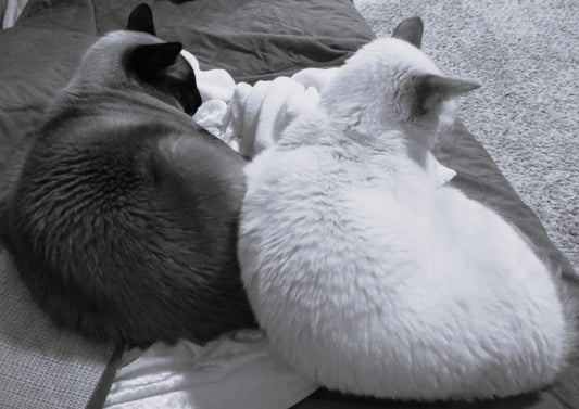 Black and white photo of my two beloved Siamese cats.