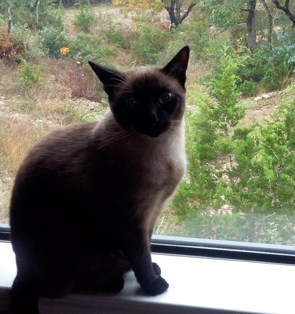 TEDDY (In Memoriam)
